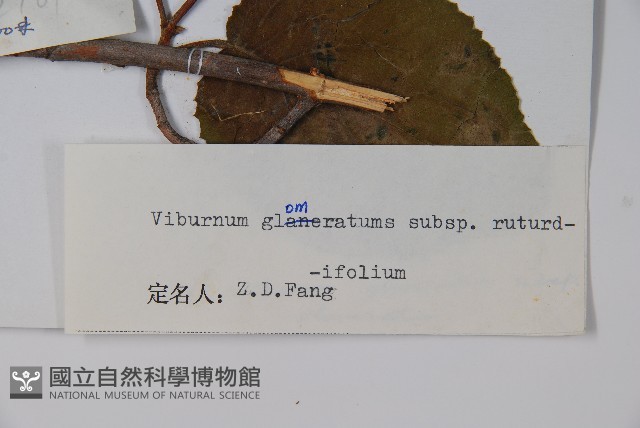 圓葉莢迷藏品圖，第2張