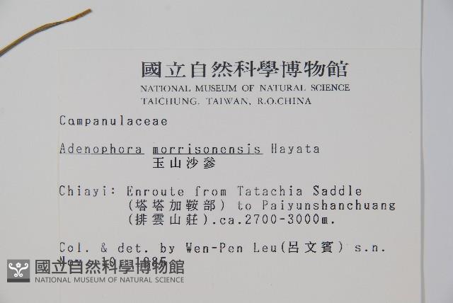 玉山沙參藏品圖，第2張