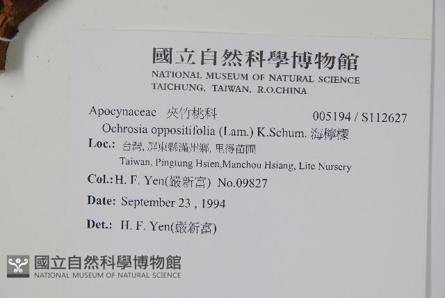 海檸檬、類黑板樹藏品圖，第2張