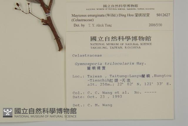 蘭嶼裸實藏品圖，第2張