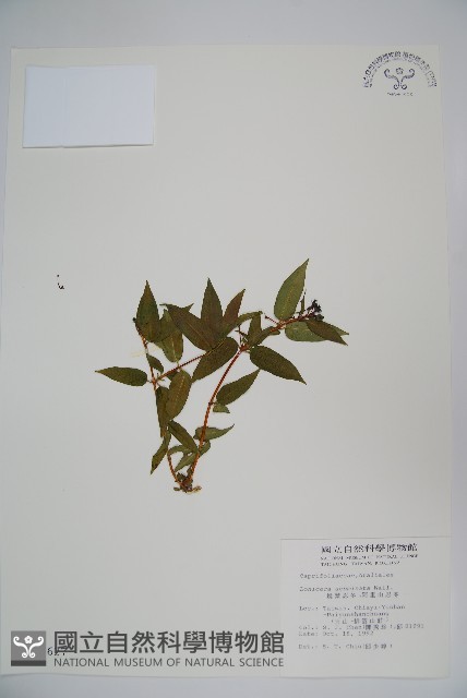 阿里山忍冬、漸尖葉忍冬藏品圖，第1張