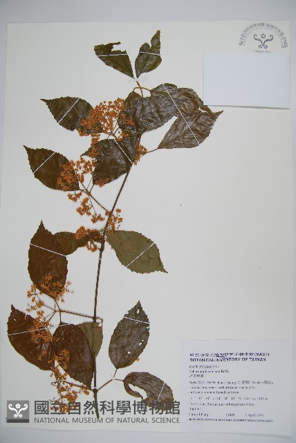 呂宋莢迷藏品圖，第1張
