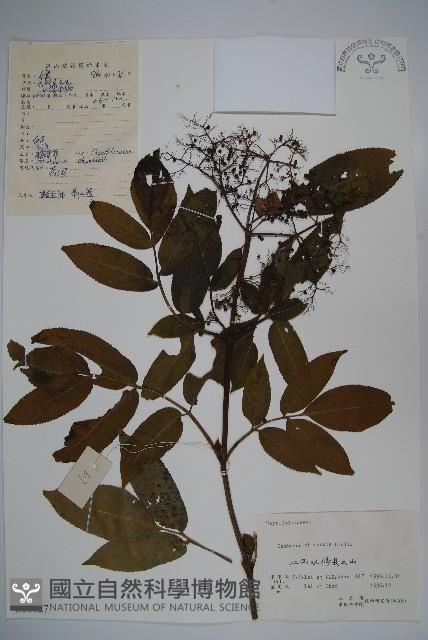 冇骨消藏品圖，第1張