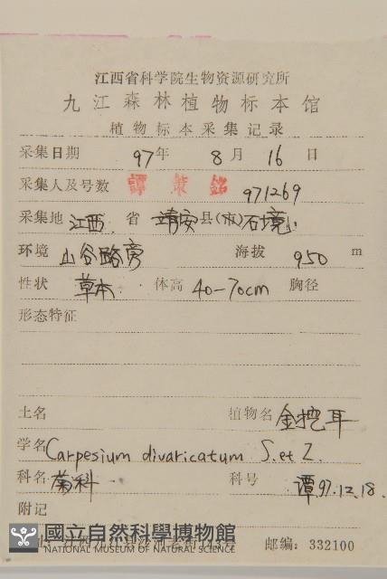 煙管草藏品圖，第2張