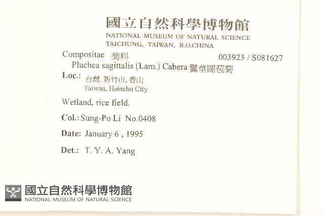 翼莖闊苞菊藏品圖，第2張