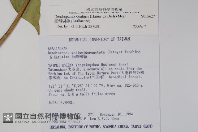 臺灣樹參藏品圖，第2張