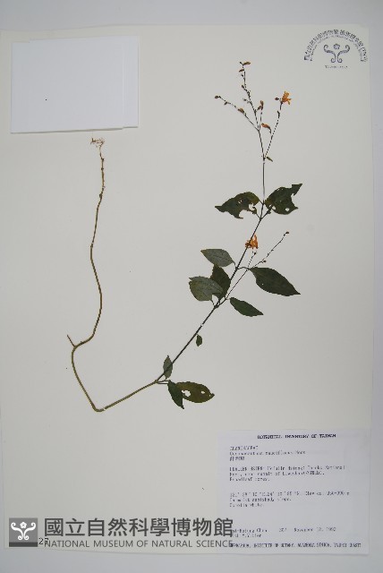 針刺草藏品圖，第1張