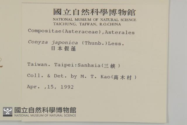 日本假蓬藏品圖，第2張