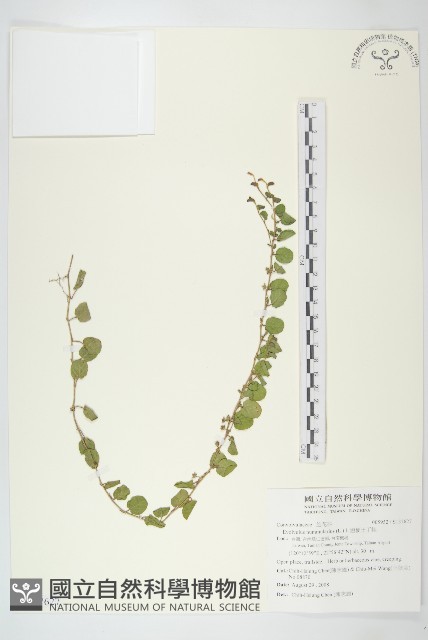 短梗土丁桂藏品圖，第2張