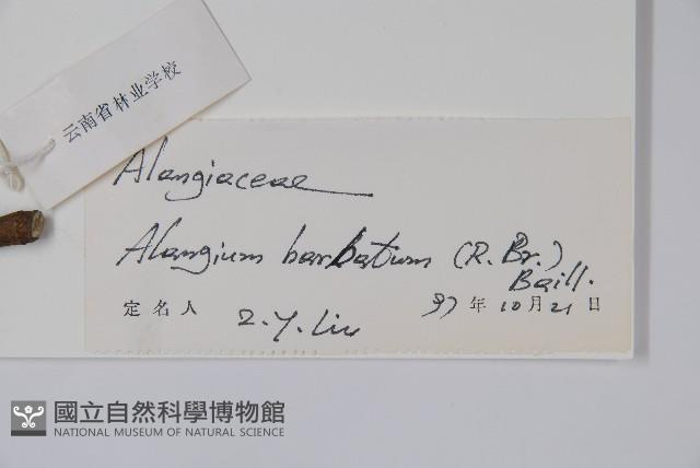 鬚毛八角楓藏品圖，第2張