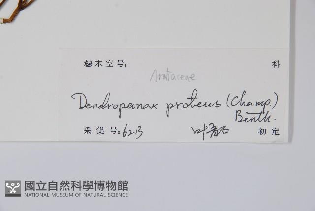 變葉樹參藏品圖，第2張