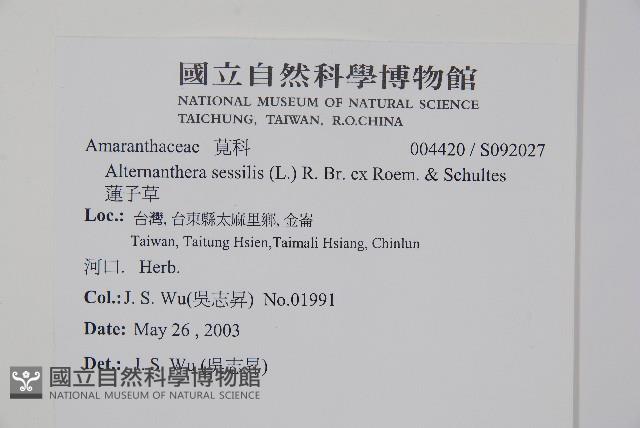 蓮子草藏品圖，第2張