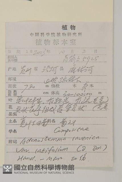 寬葉下田菊藏品圖，第2張