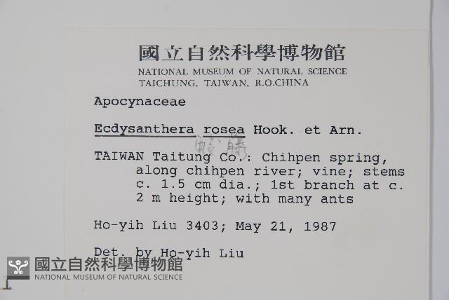 酸藤藏品圖，第2張