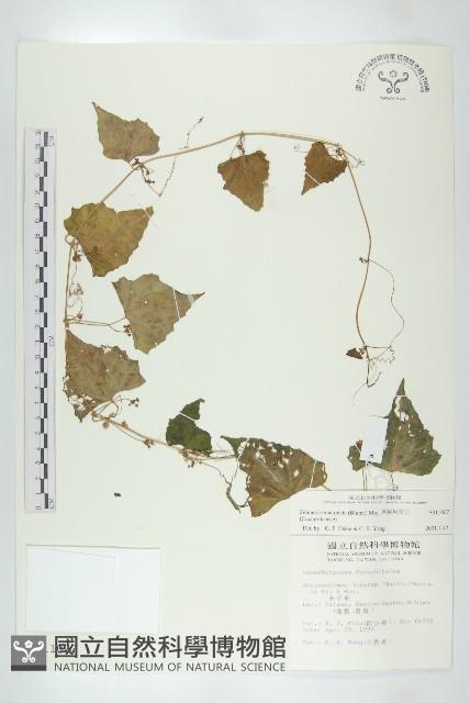 黑果馬交兒藏品圖，第1張