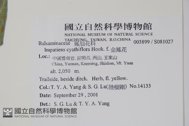 金鳳仙藏品圖，第2張