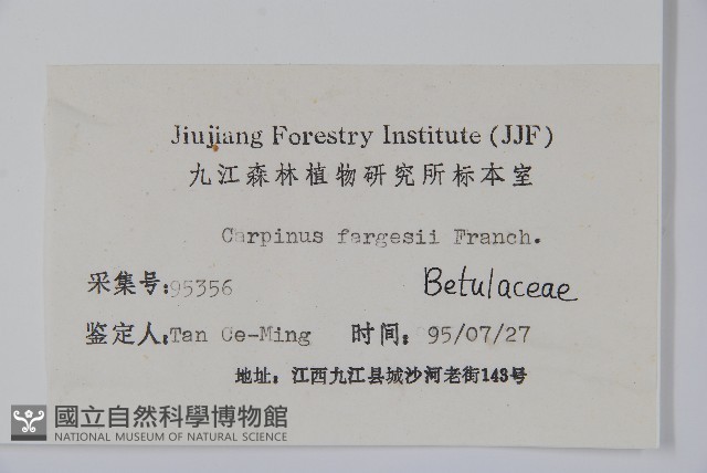 大穗鵝耳櫪藏品圖，第2張