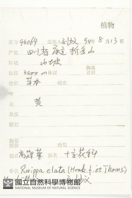 高蔊菜藏品圖，第2張