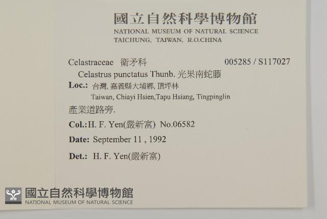 光果南蛇藤藏品圖，第2張