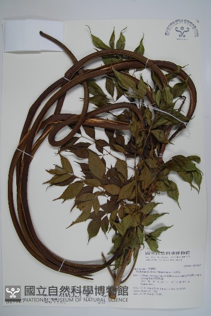 山菜豆藏品圖，第1張