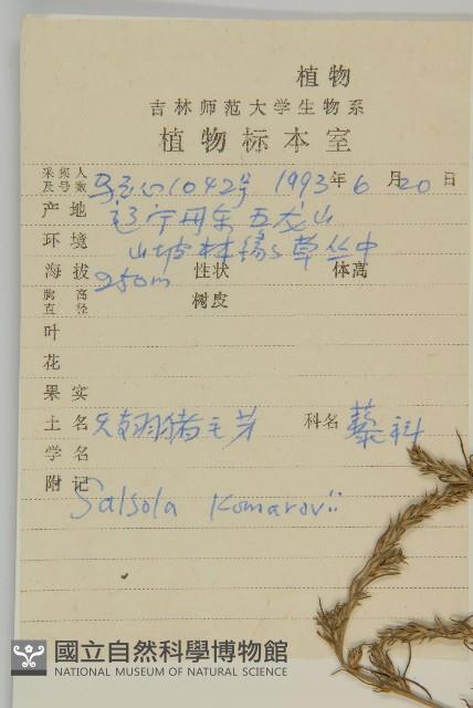 無翅豬毛菜藏品圖，第2張