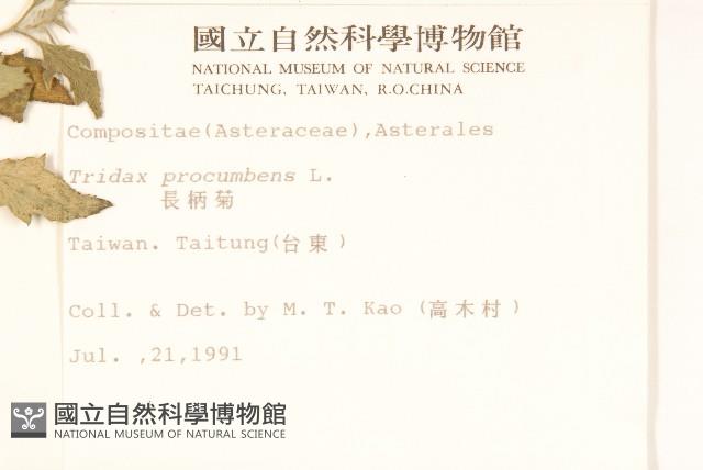 長柄菊藏品圖，第2張