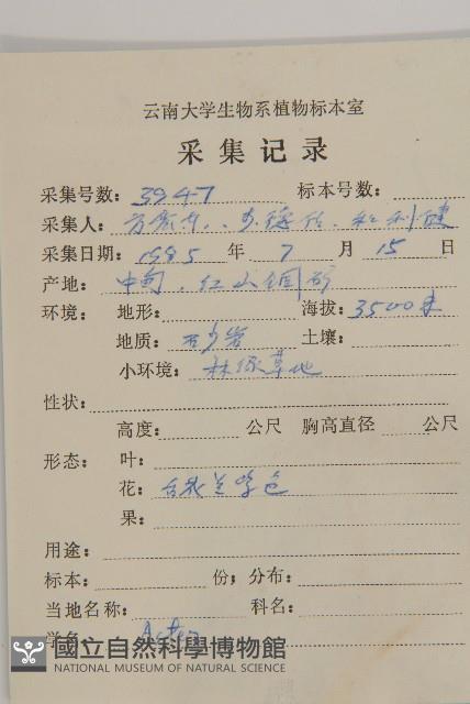 狗舌紫菀藏品圖，第2張