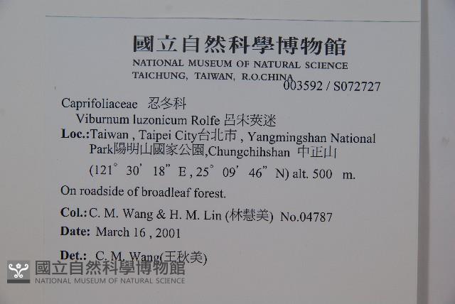 呂宋莢迷藏品圖，第2張