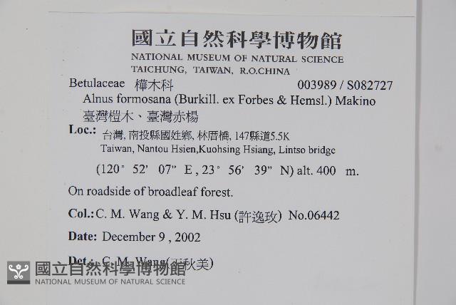 臺灣赤楊、臺灣榿木藏品圖，第2張