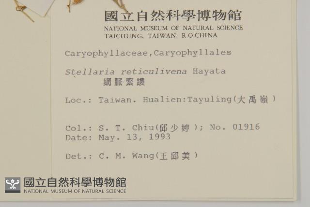 網脈繁縷藏品圖，第2張