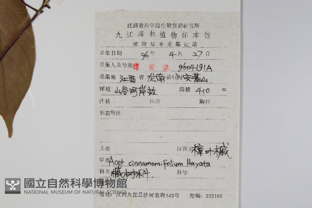 樟葉槭藏品圖，第2張