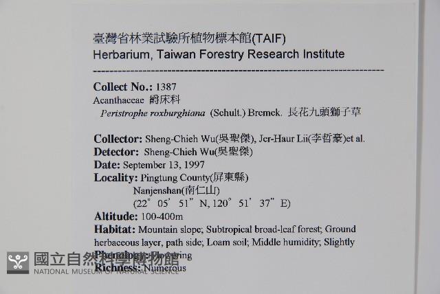 長花九頭獅子草、山藍藏品圖，第2張