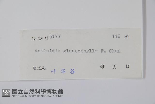 華南獼猴桃藏品圖，第2張