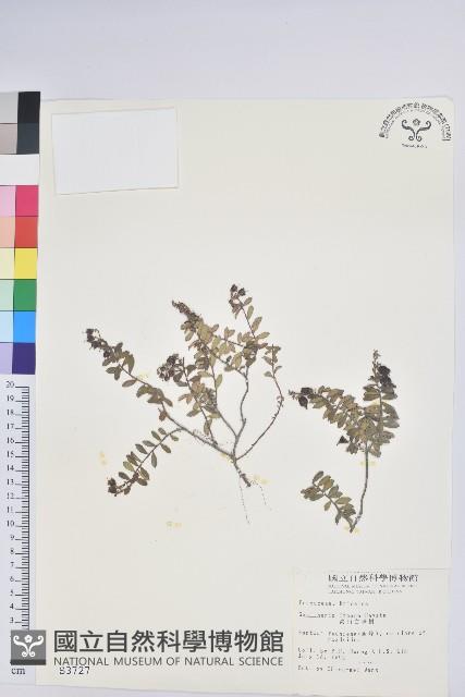 高山白珠樹藏品圖，第1張