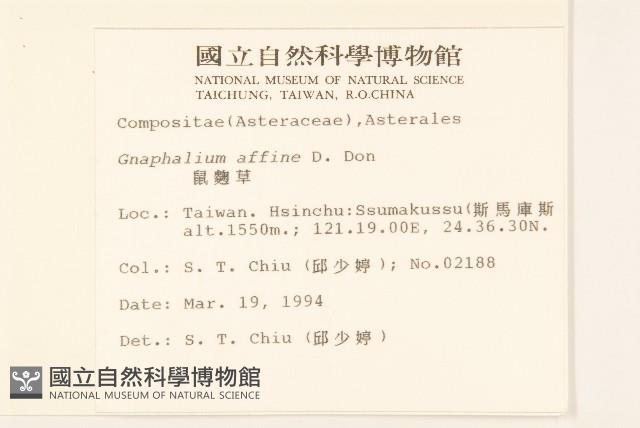 鼠麴草藏品圖，第2張