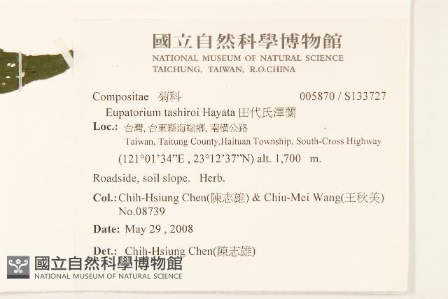 田代氏澤蘭藏品圖，第2張