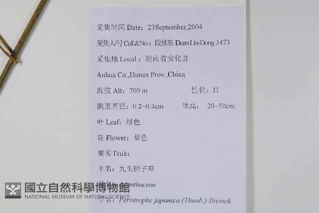 九頭獅子草藏品圖，第2張