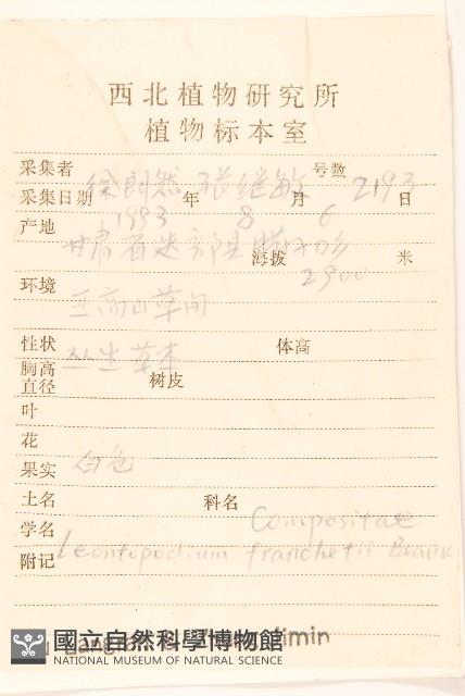 堅杆火絨草藏品圖，第2張