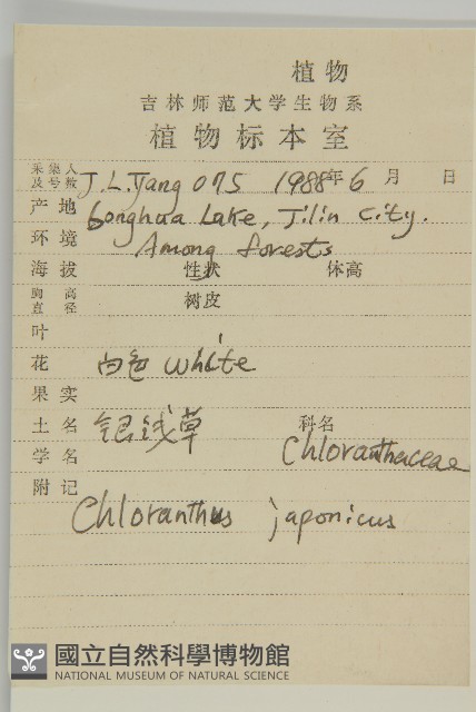 銀線草藏品圖，第2張