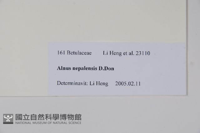 尼泊爾赤楊藏品圖，第2張