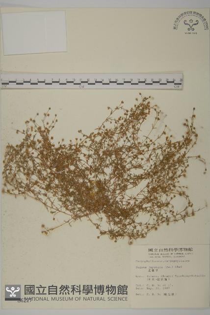 瓜槌草、漆姑草藏品圖，第1張