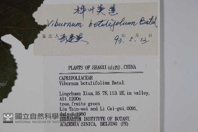 樺葉莢迷、玉山莢迷藏品圖，第2張