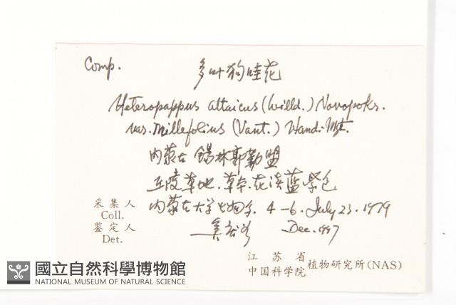 阿爾泰狗娃花藏品圖，第2張