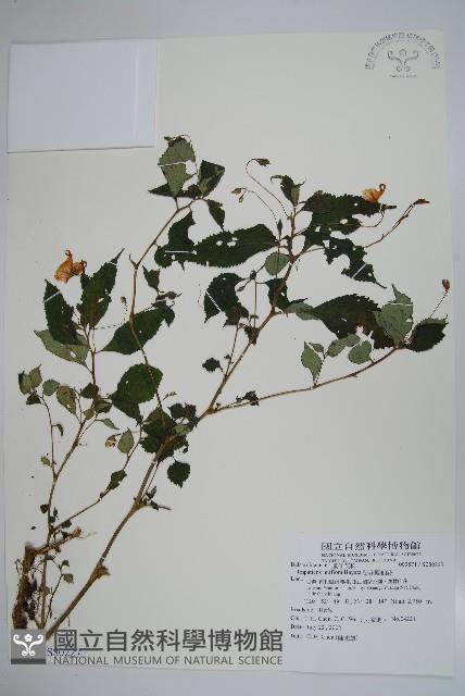 紫花鳳仙花藏品圖，第1張