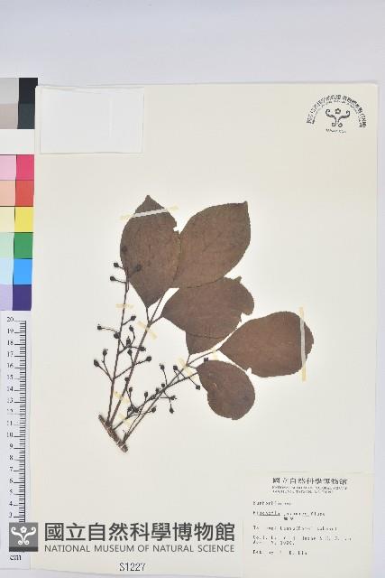 茄苳、重陽木藏品圖，第1張