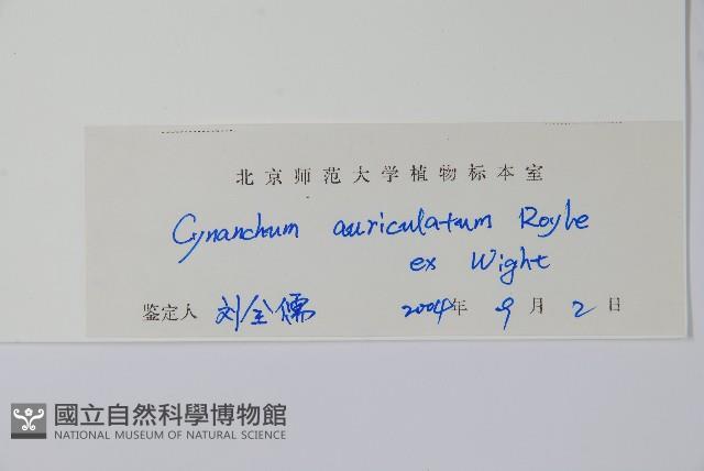 牛皮消藏品圖，第2張