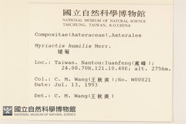 矮菊藏品圖，第2張