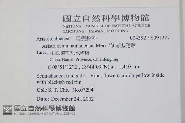 海南馬兜鈴藏品圖，第2張