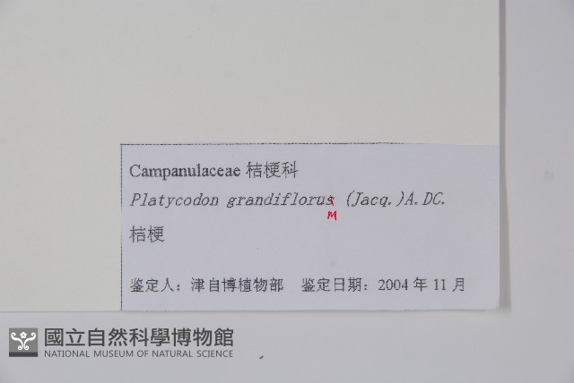 桔梗藏品圖，第2張