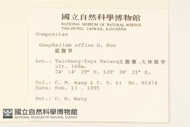 鼠麴草藏品圖，第2張